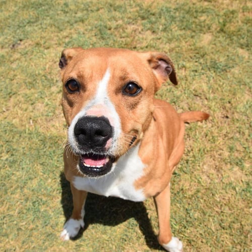 LUCY - Pit Bull Terrier available for adoption