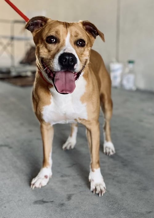 LUCY - Pit Bull Terrier available for adoption