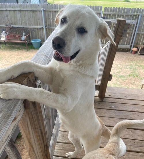 SASHA - Yellow Labrador Retriever available for adoption