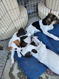 Bandit - Photo 4
