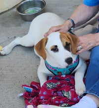 Bandit - Photo 1