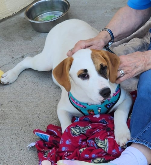 BANDIT - Catahoula Leopard Dog / Mountain Cur available for adoption
