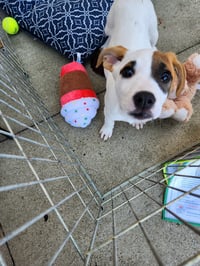 Bandit - Photo 3