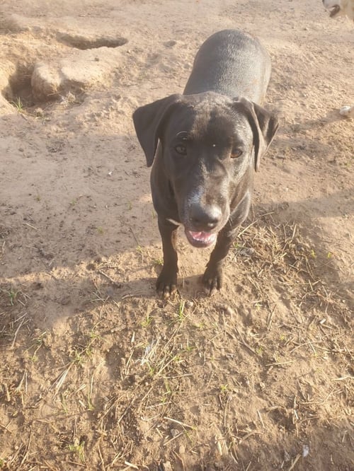 LUNA - Unknown available for adoption