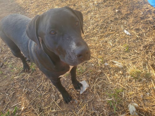 LUNA - Unknown available for adoption