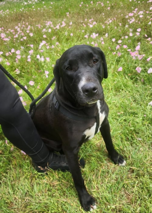 LUNA - Unknown available for adoption