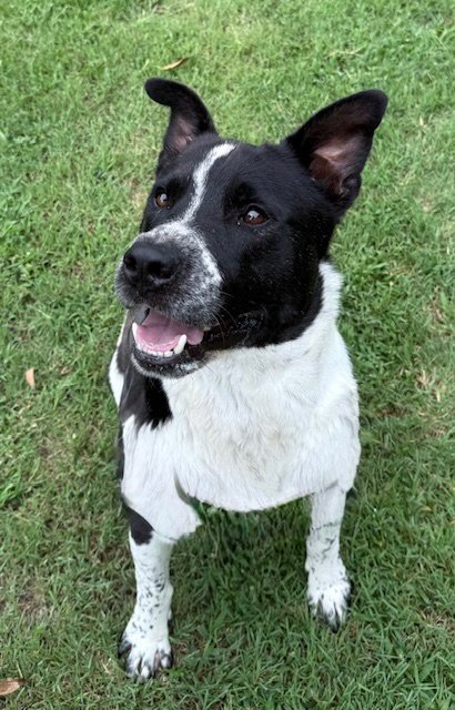 SNOOKIE - Australian Cattle Dog/Blue Heeler available for adoption