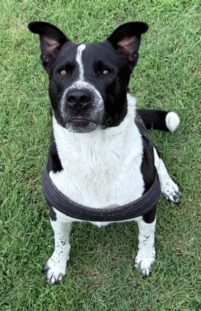 SNOOKIE - Australian Cattle Dog/Blue Heeler available for adoption