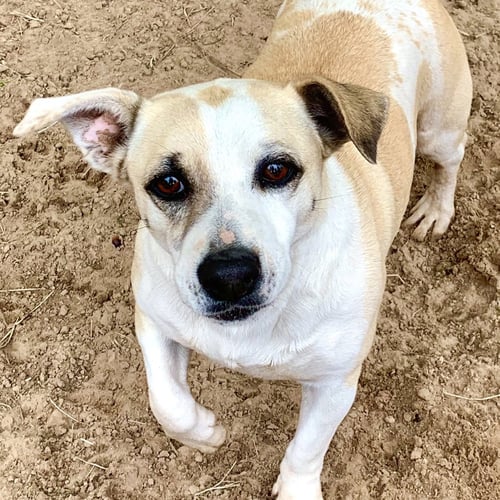 SUGAR - Rat Terrier available for adoption