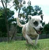 Sugar - Photo 2