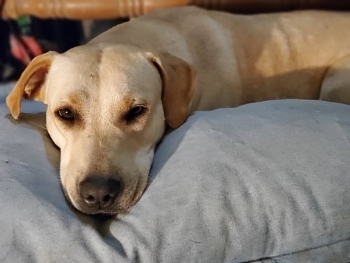 MERCY - Yellow Labrador Retriever available for adoption