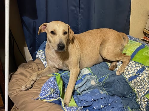 MERCY - Yellow Labrador Retriever available for adoption