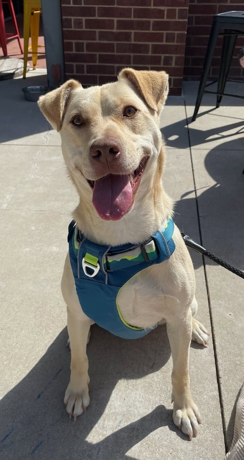 BUSTER - Labrador Retriever available for adoption