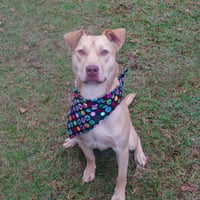 Buster - Photo 3