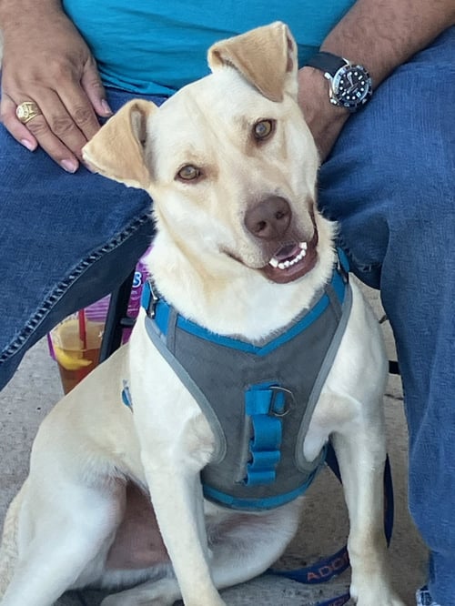 BUSTER - Labrador Retriever available for adoption