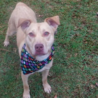Buster - Photo 4
