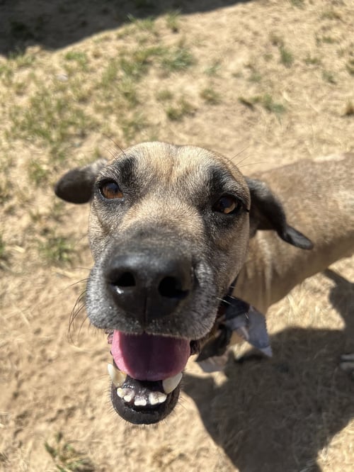 BEAU - Black Mouth Cur available for adoption