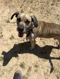 Beau - Photo 1