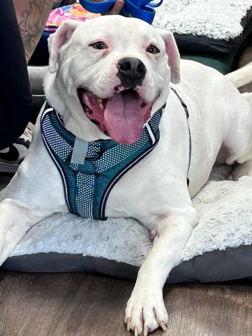 ROSS - American Bulldog / Boxer available for adoption