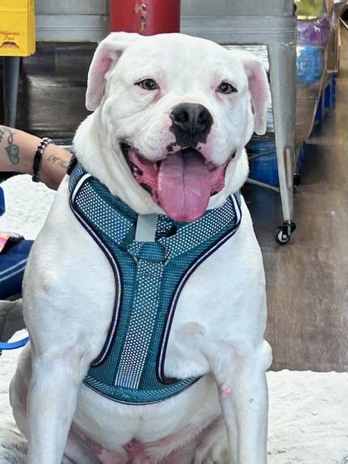 ROSS - American Bulldog / Boxer available for adoption