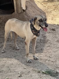 Gracie - Photo 1