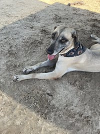 Gracie - Photo 2