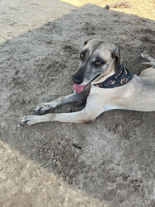 GRACIE - Black Mouth Cur available for adoption