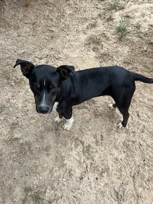 JORDAN - Labrador Retriever / Terrier available for adoption