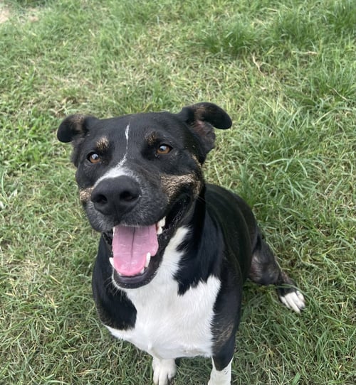 JORDAN - Labrador Retriever / Terrier available for adoption