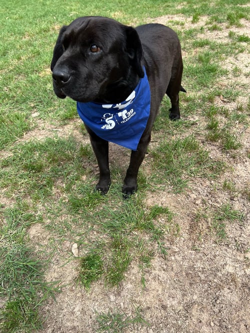 GROOT - Black Labrador Retriever available for adoption