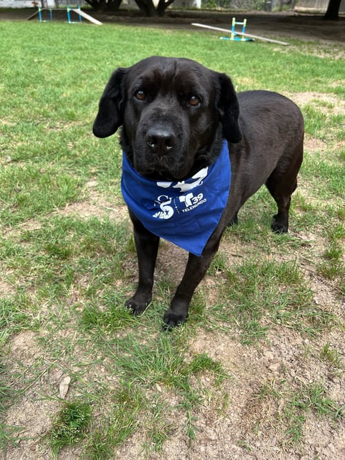 GROOT - Black Labrador Retriever available for adoption