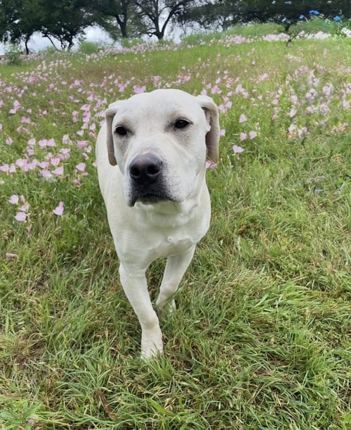 RYKER - Yellow Labrador Retriever available for adoption
