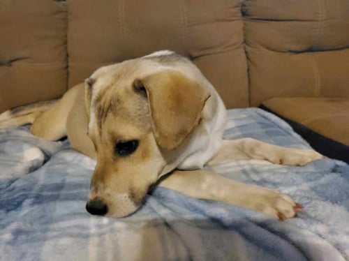 ASTRID - Yellow Labrador Retriever / Hound available for adoption