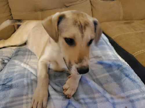 ASTRID - Yellow Labrador Retriever / Hound available for adoption