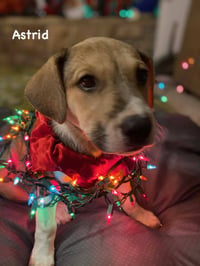 Astrid - Photo 4
