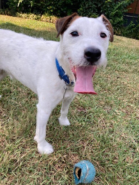 OLLIE - Jack Russell Terrier available for adoption