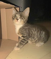 Pipsqueak - Photo 1