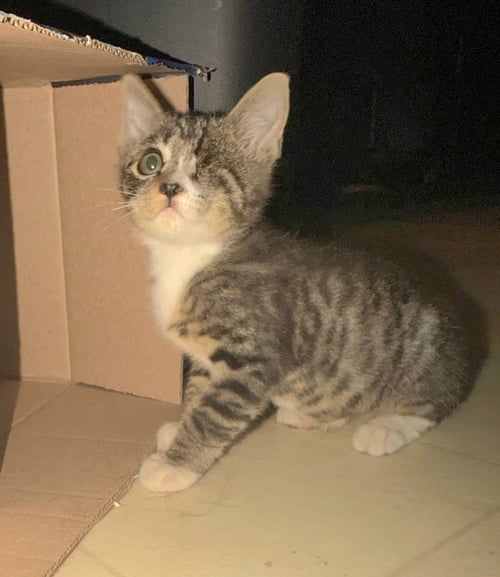 PIPSQUEAK - Tabby / Domestic Short Hair available for adoption