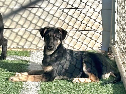 BABY RUTH - German Shepherd Dog / Black Labrador Retriever available for adoption