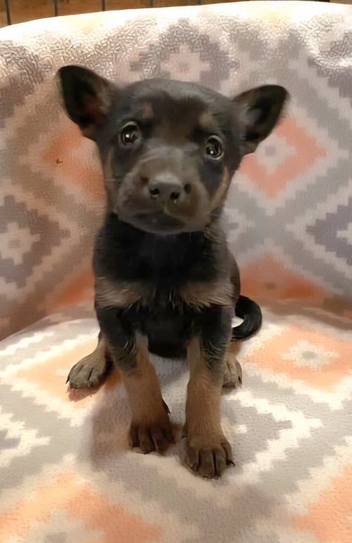 BABY RUTH - German Shepherd Dog / Black Labrador Retriever available for adoption