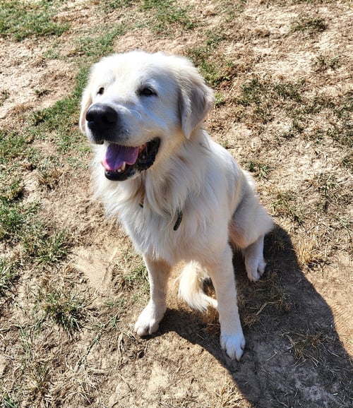 POLAR - Great Pyrenees available for adoption