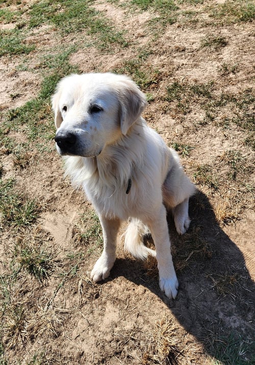 POLAR - Great Pyrenees available for adoption