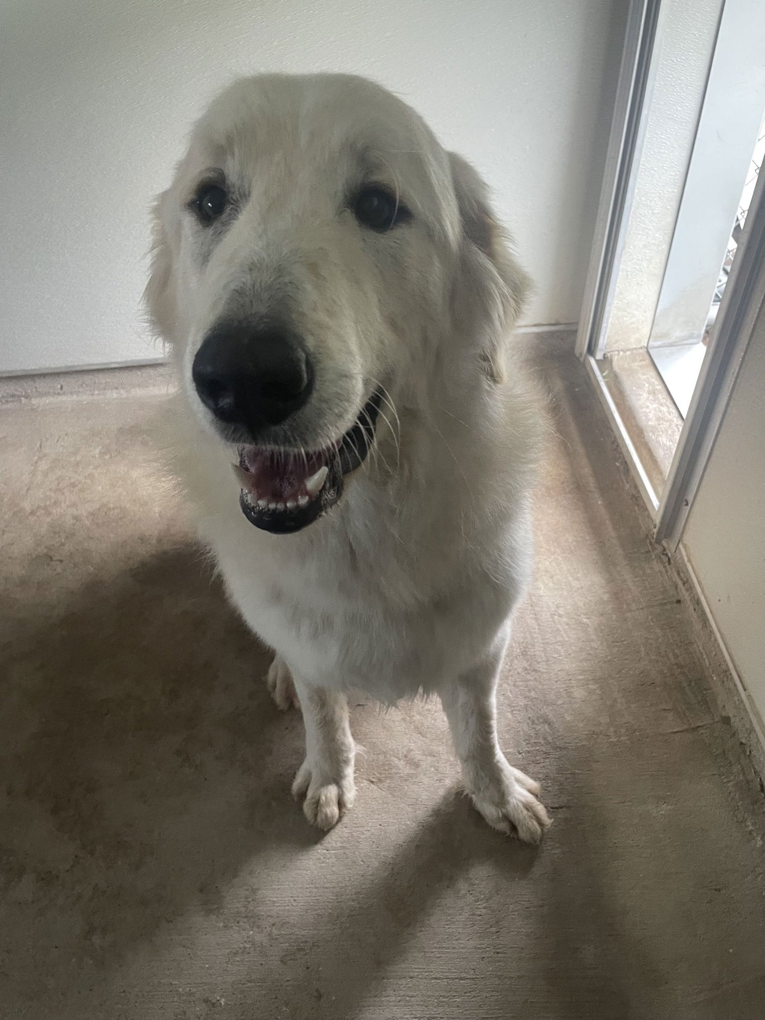 LEFTY - Great Pyrenees available for adoption