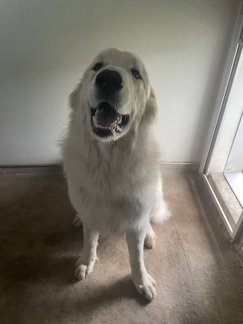 LEFTY - Great Pyrenees available for adoption