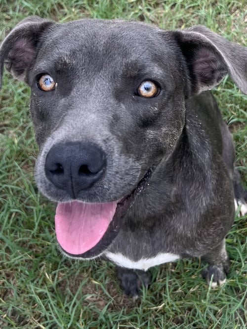 RIHANNA - Staffordshire Bull Terrier available for adoption