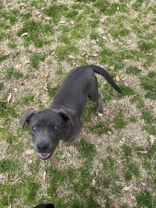 RIHANNA - Staffordshire Bull Terrier available for adoption