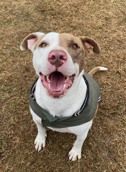 BRONCO - Pit Bull Terrier available for adoption