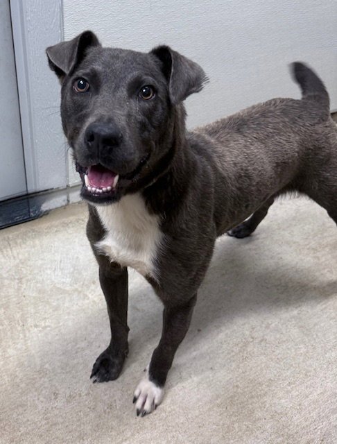 ERNIE - Unknown available for adoption