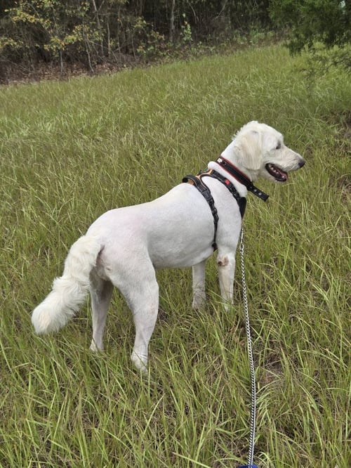 SANDY - Golden Retriever / Poodle (Standard) available for adoption