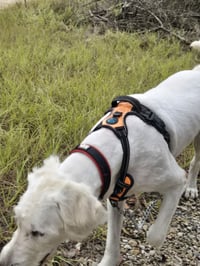 Sandy - Photo 2
